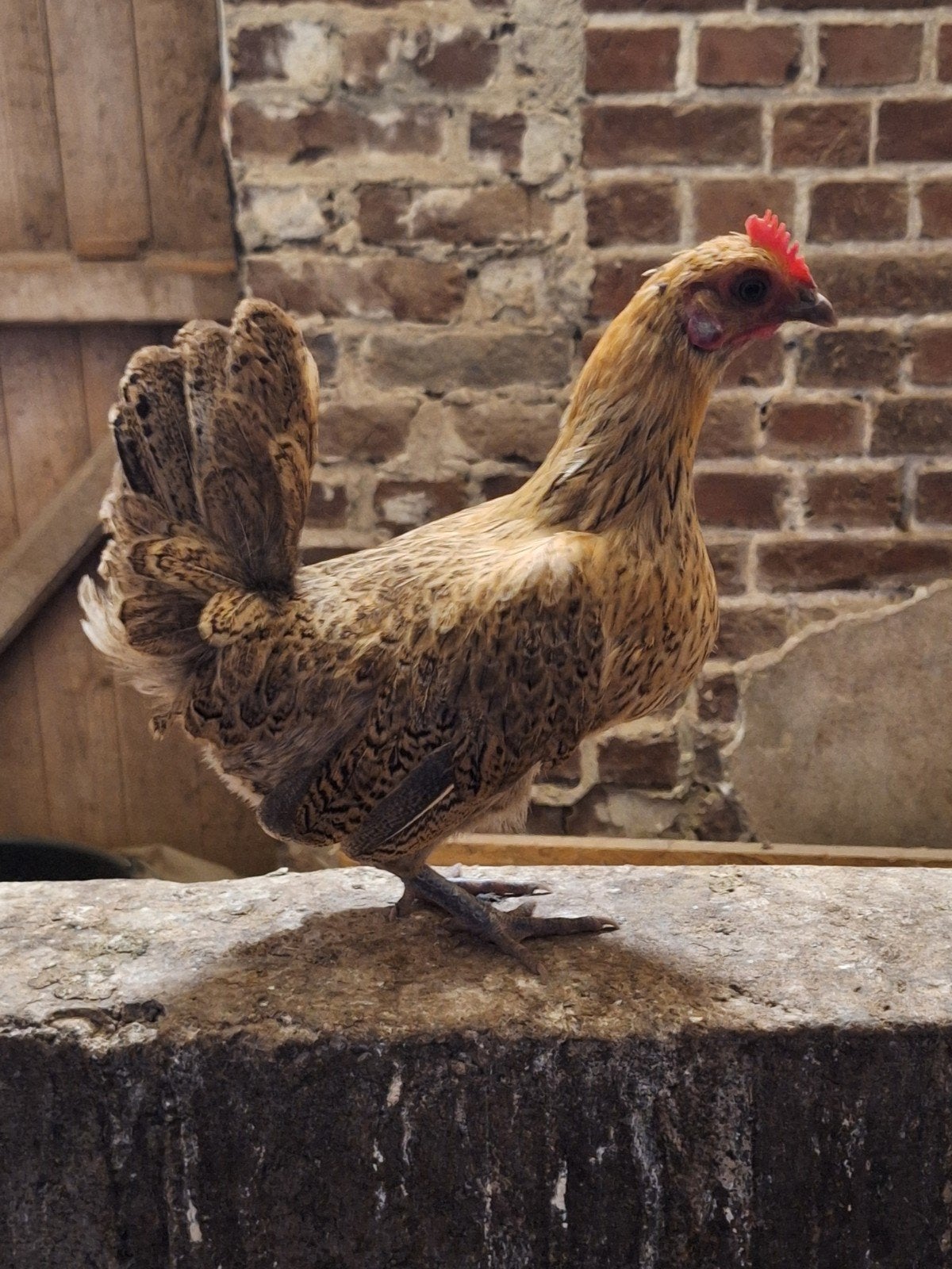 Tamme kleine sierkippen – hen en 2 hanen – Serama type, Dieren en Toebehoren, Meerdere dieren, Kip