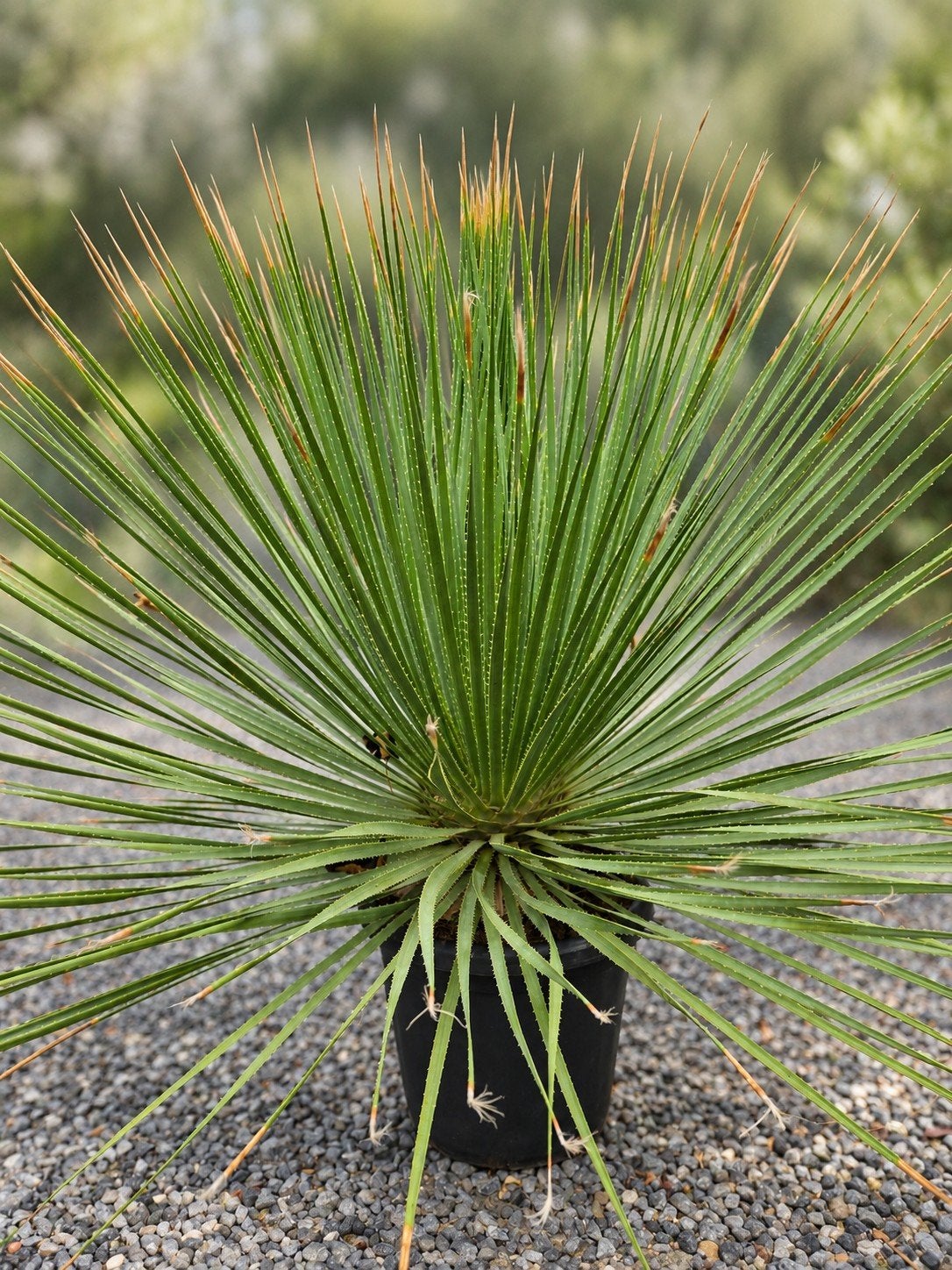 Dasylirion Serratifolium - grasboom, Enlèvement