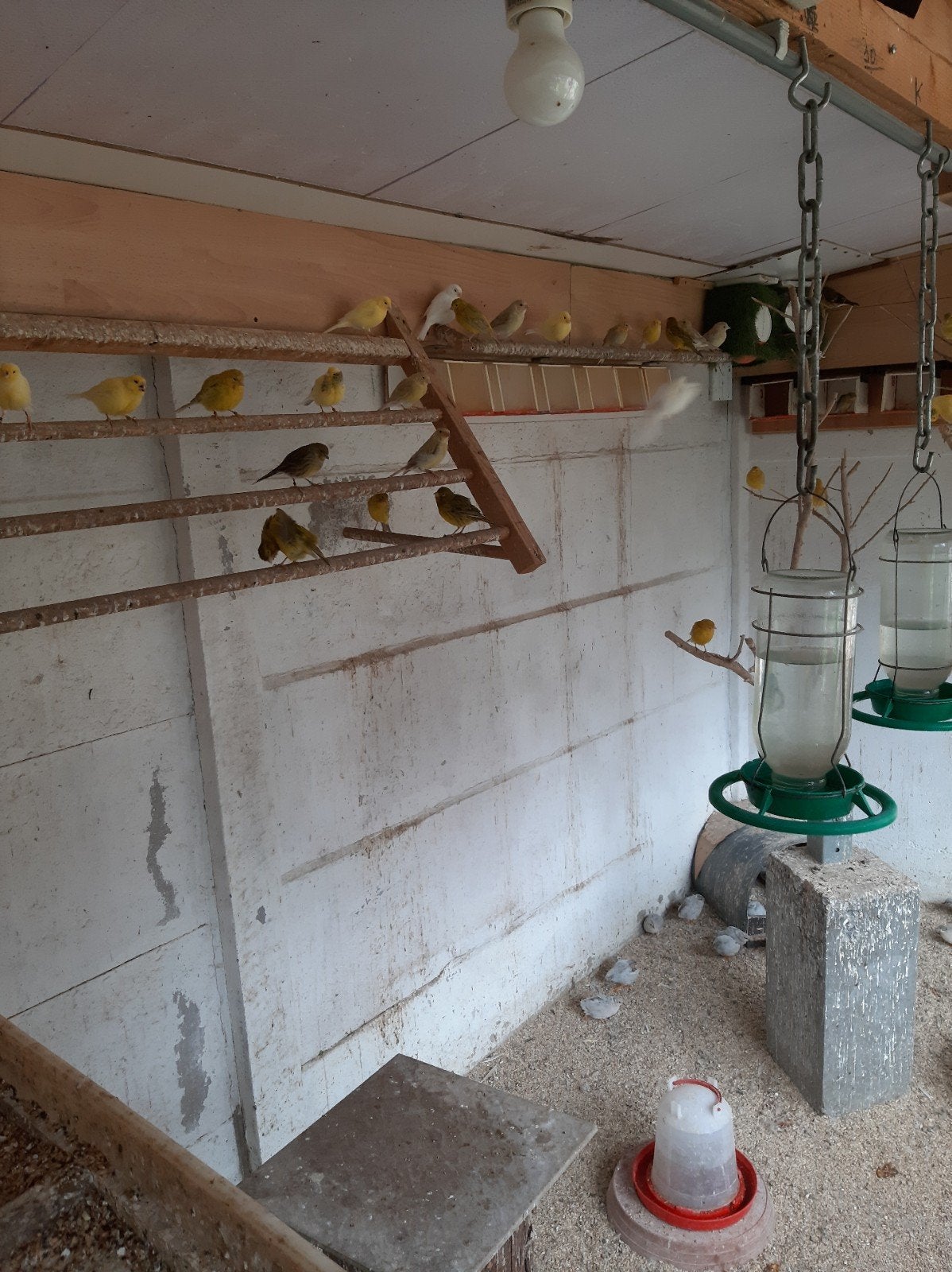 wegen gezonhijds reden van zoontje verkoop ik alles van voge, Dieren en Toebehoren, Meerdere dieren