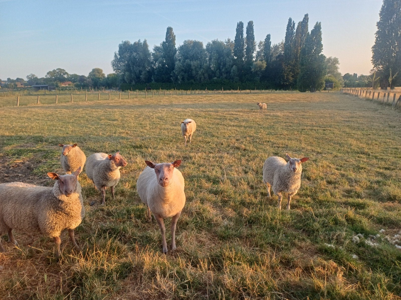 Rouge de l'ouest kudde.