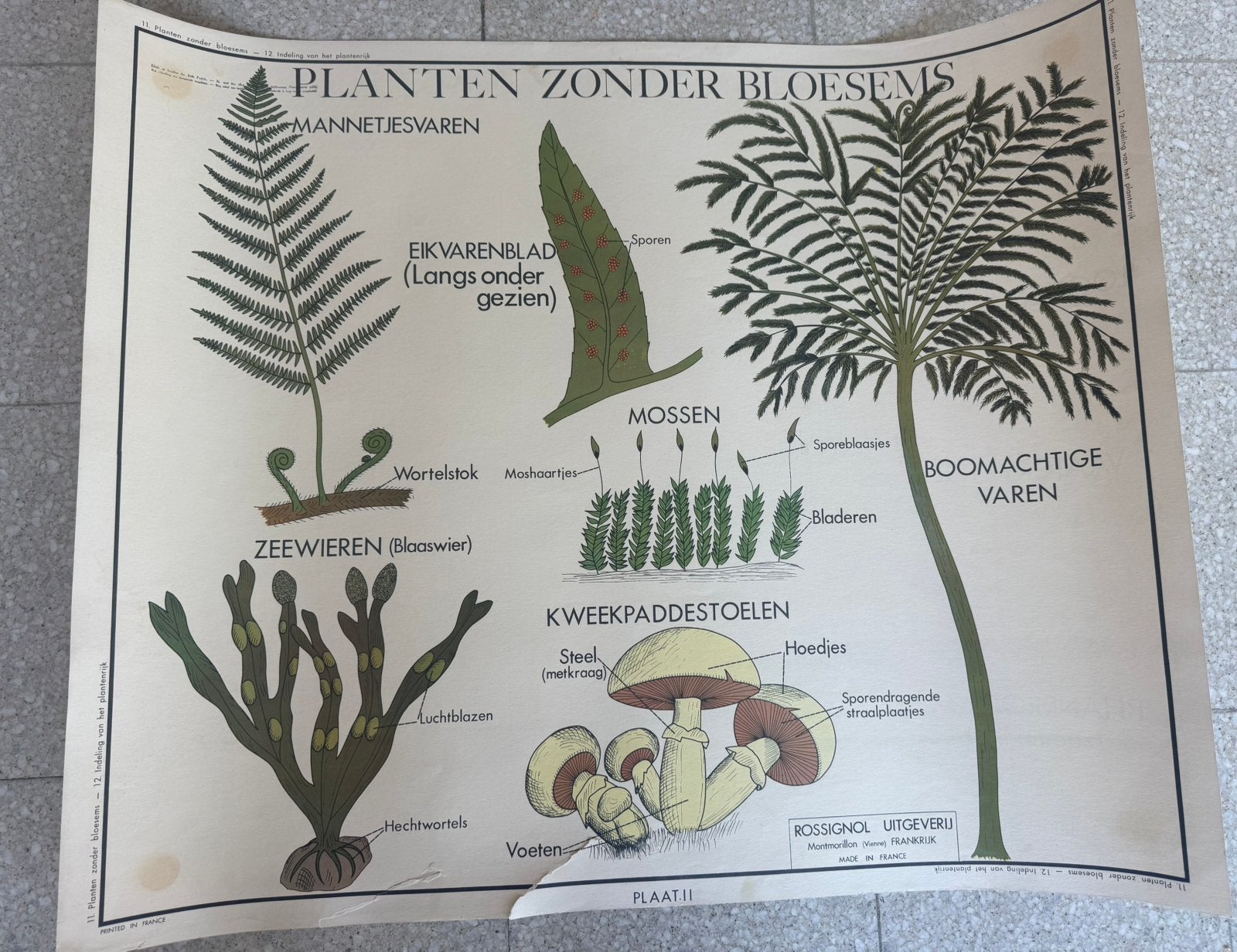 24 oude Rossignol schoolplaten in goede staat, Antiek en Kunst, Ophalen, Natuur en Biologie