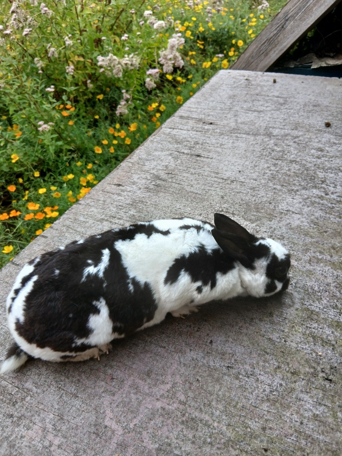rexdwerg konijnen, Femelle, Nain, 0 à 2 ans
