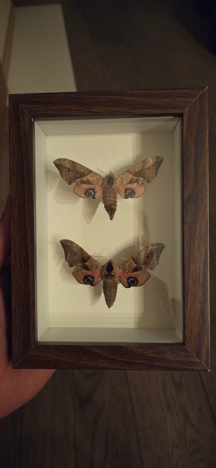 smerinthus ocellata, Verzamelen, Ophalen