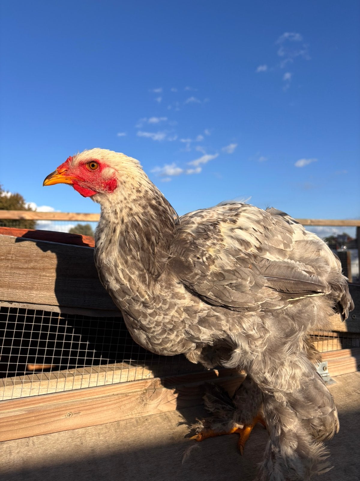 Brahma groothoender - haan, Dieren en Toebehoren