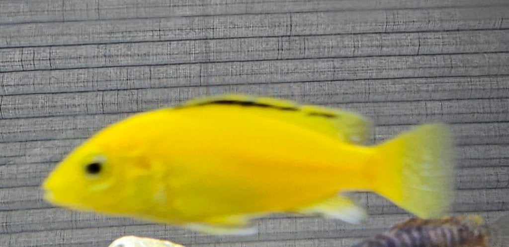 Labidochromis careleus yellow  malawi cichliden, Dieren en Toebehoren, Vissen | Aquariumvissen, Zoetwatervis, Vis
