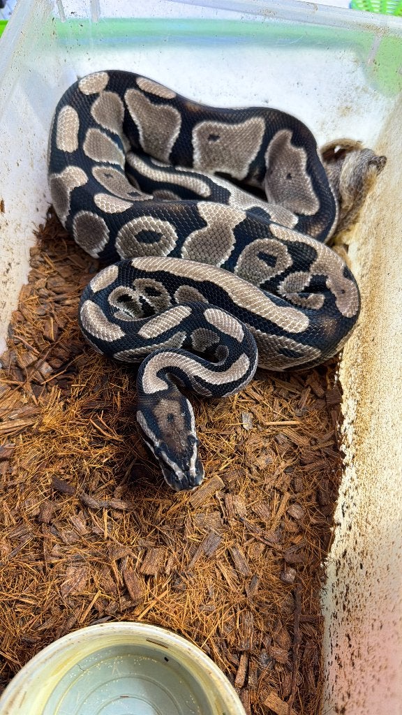 Verschillende ball pythons te koop Ball Python photo 3