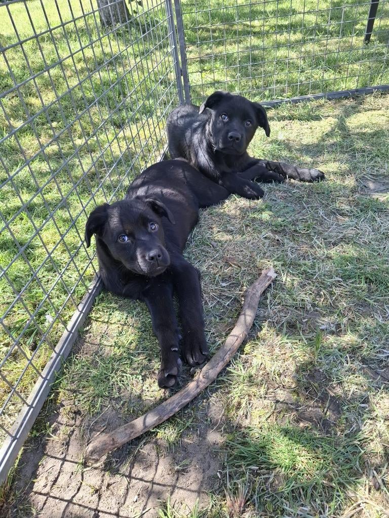 Lieve Labrottie pups op boerderij ouders aanwezig, Parvo, België, 8 tot 15 weken, Teef