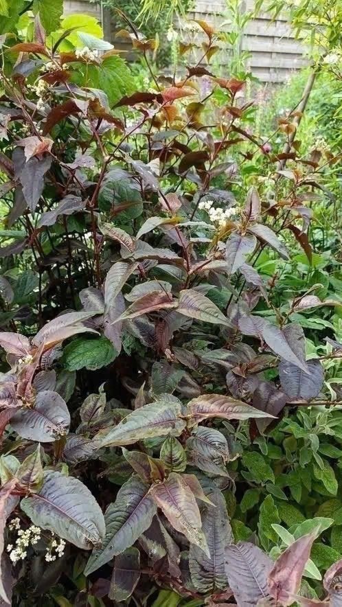 Persicaria Red dragon, vanaf 1,5 euro, laatste, Tuin en Terras, Vaste plant, Halfschaduw, Zomer, Ophalen
