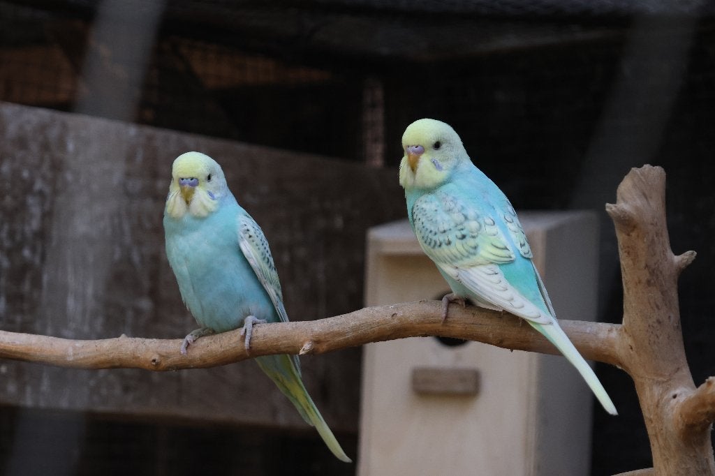 grasparkieten, Dieren en Toebehoren, Vogels | Parkieten en Papegaaien, Meerdere dieren, Parkiet