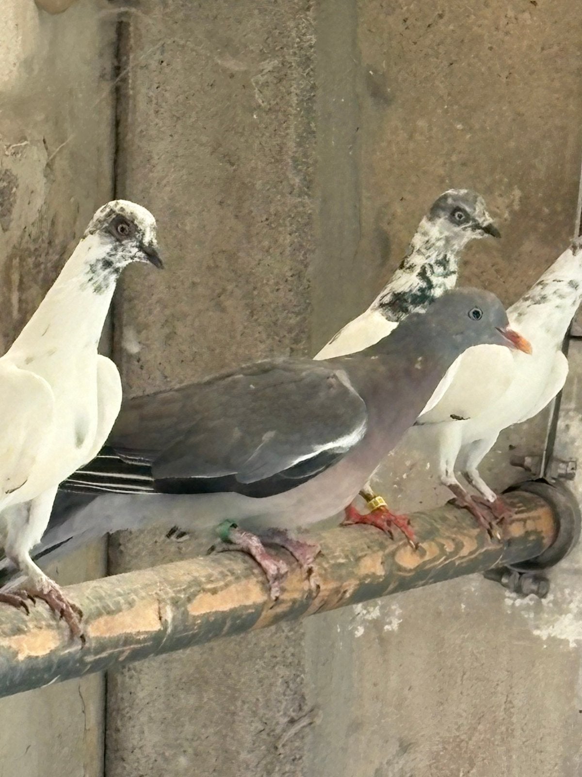 Pigeons des bois, Sexe inconnu, Bagué