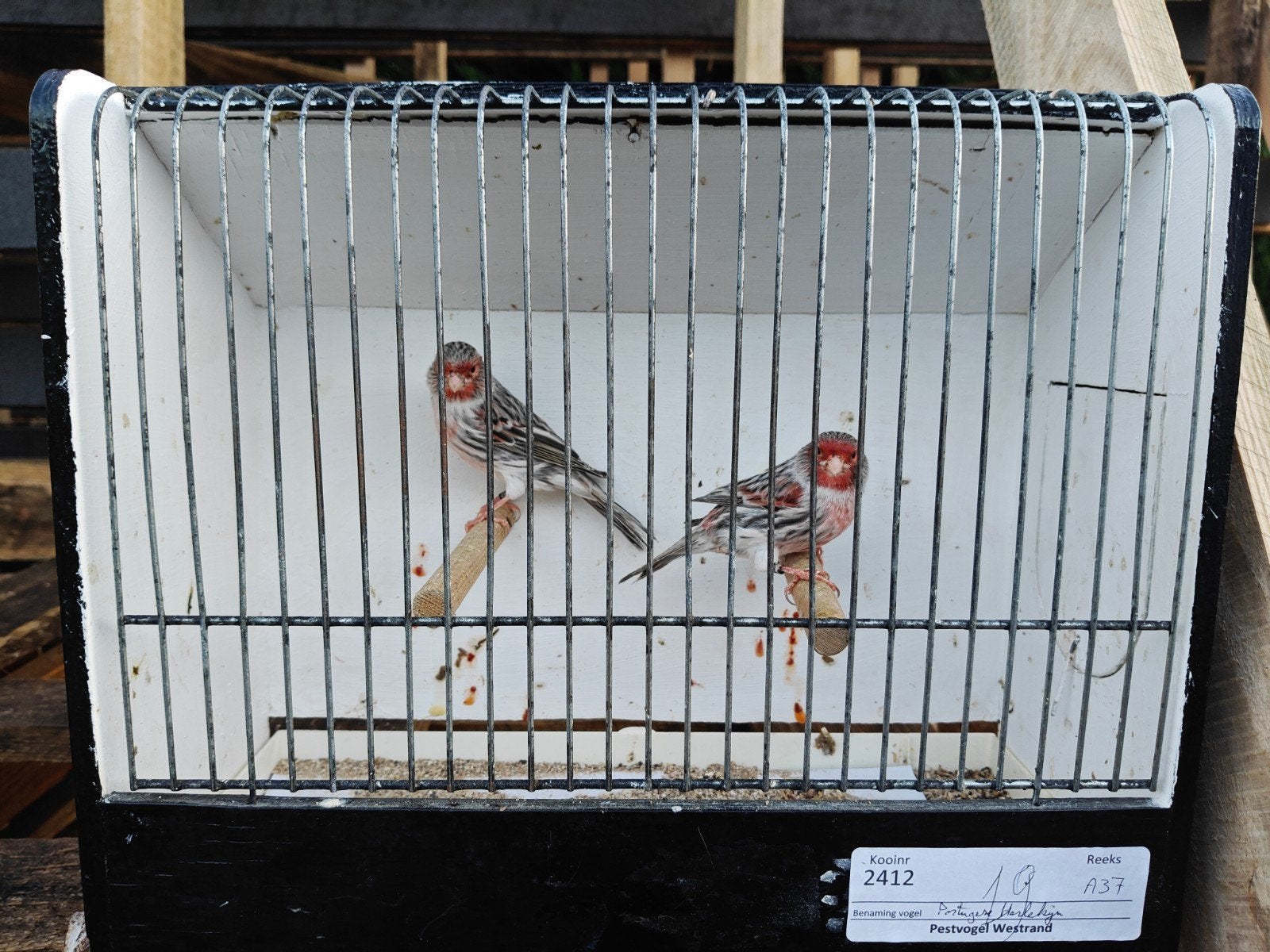 jonge agaat rood mozaiek kanaries, Dieren en Toebehoren, Meerdere dieren, Tropenvogel, Geringd