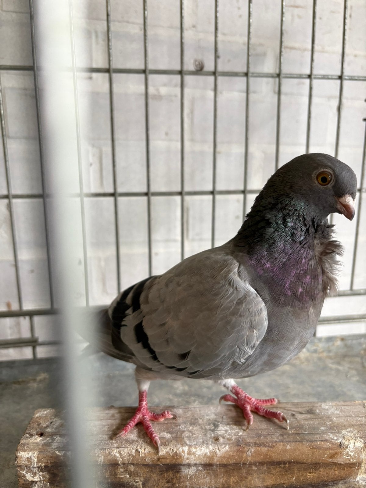 Figuritaduifjes, Dieren en Toebehoren