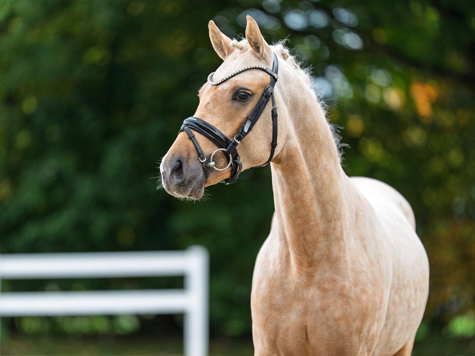 Palomino,schimmel of zwarte e pony gezocht, Dieren en Toebehoren, Pony's, Hengst, M
