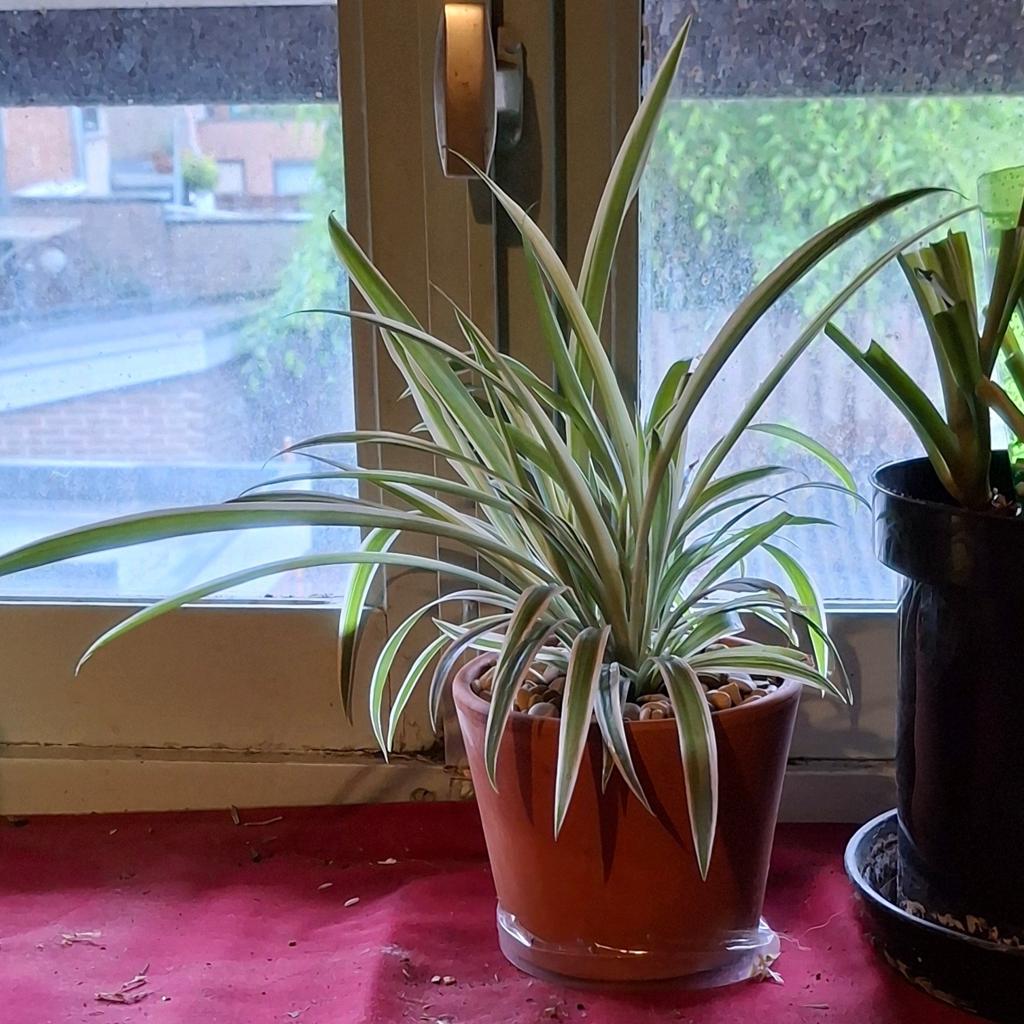 Gezocht: graslelie, knaagdieren planten, Huis en Inrichting, Kamerplanten, Ophalen