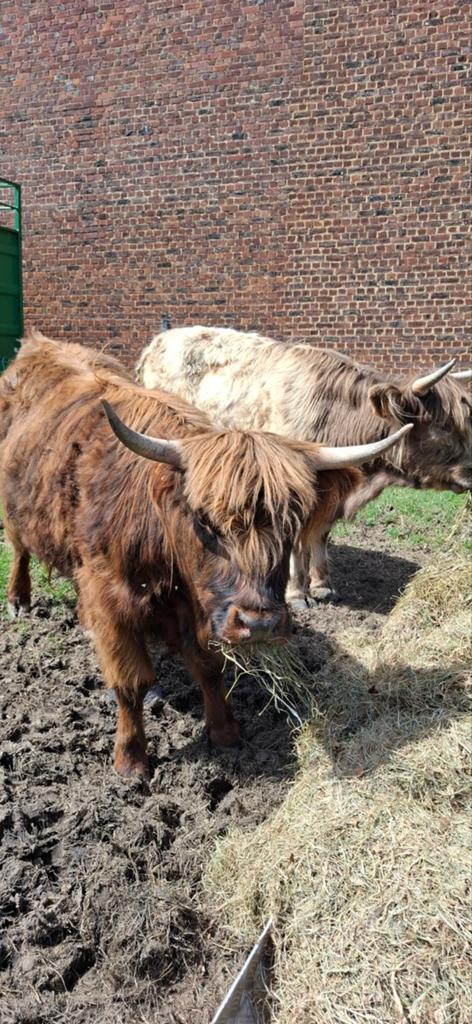 2 schotse hooglanders, Dieren en Toebehoren
