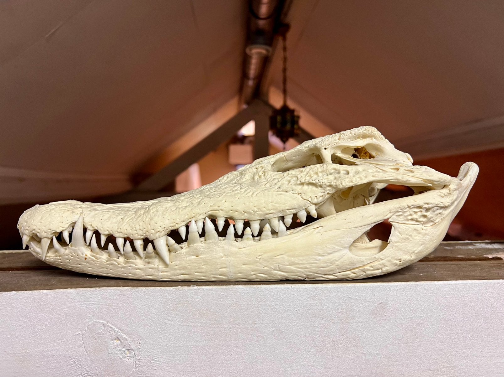 Schedel krokodil +35 cm, Ophalen of Verzenden, Reptiel of Amfibie, Schedel