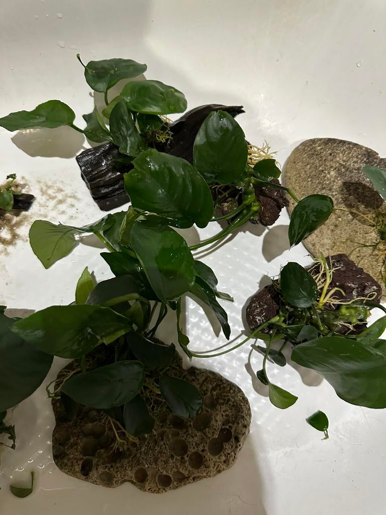 plantes Anubias,, Maison & Meubles, Plantes d'intérieur, Enlèvement ou Envoi