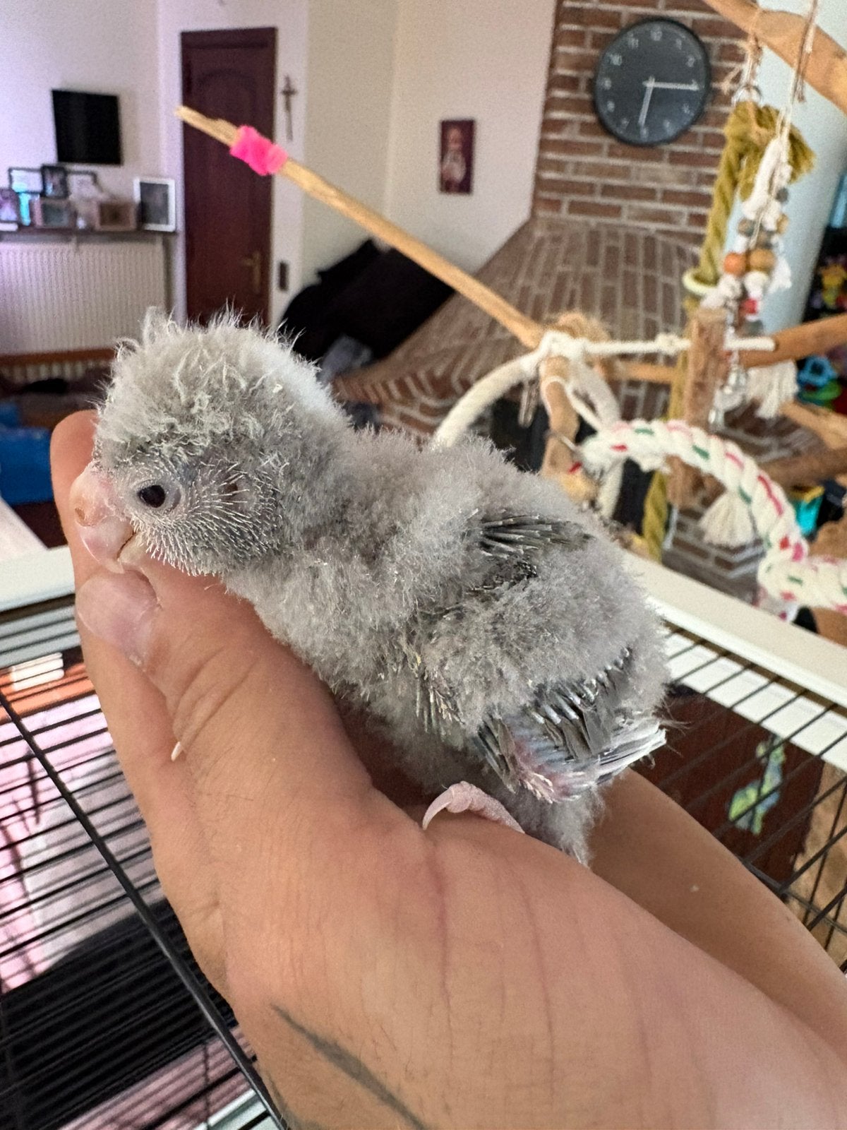kakariki, Mâle, Perruche, Domestique