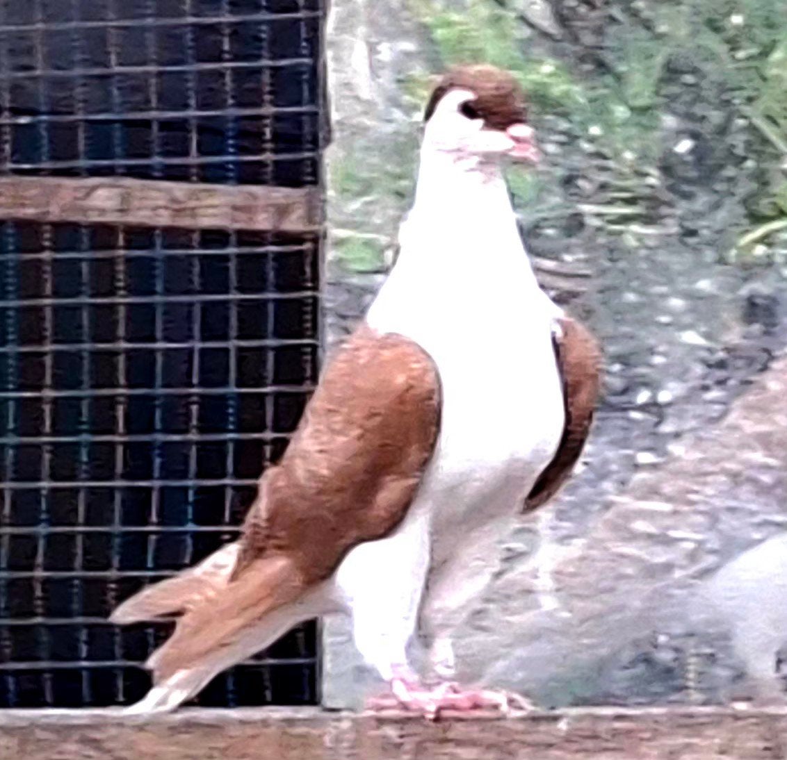 afghan pigeon, Pigeon voyageur