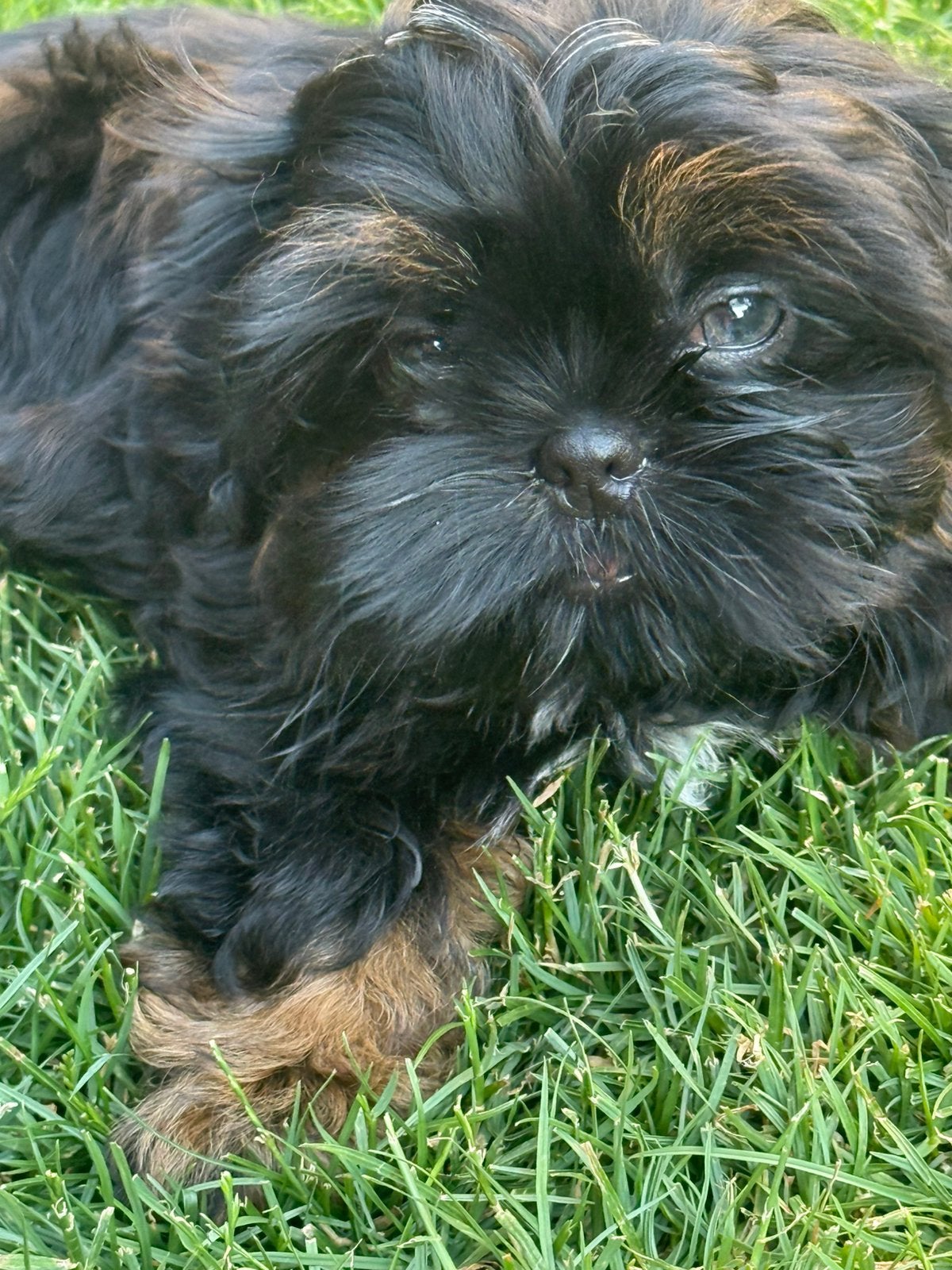 Shih Tzu pupjes, Parvo, België, Overige rassen, 8 tot 15 weken