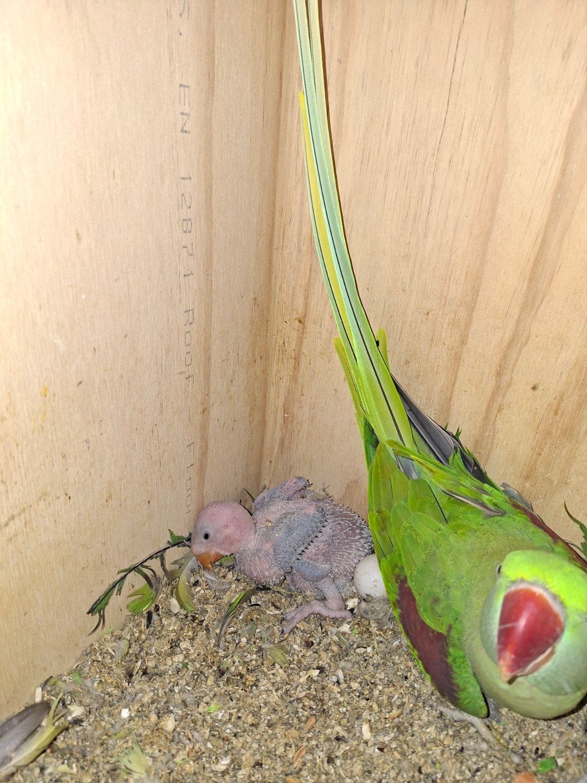 Perruches, Animaux & Accessoires