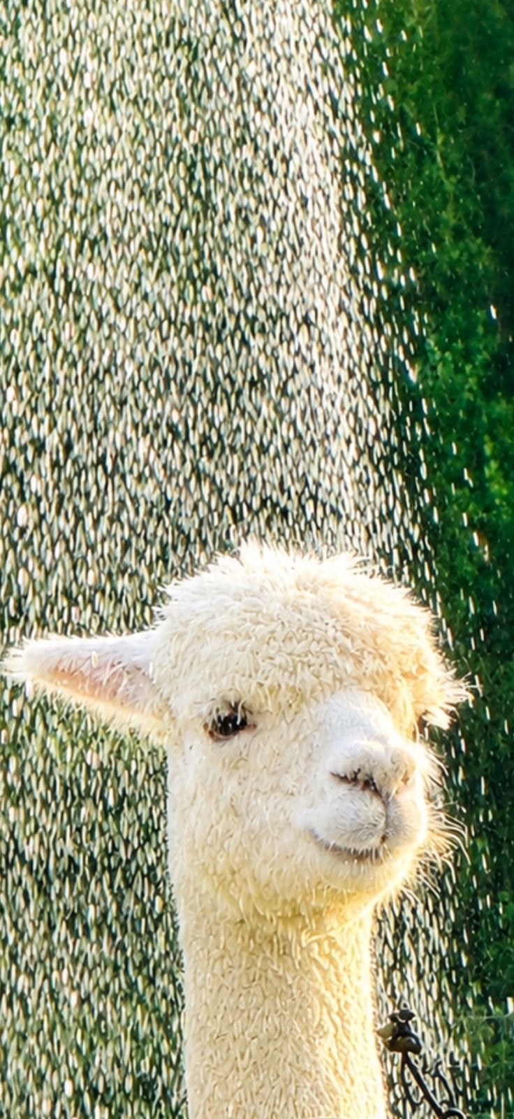 Te koop twee alpaca hengsten, Dieren en Toebehoren, Overige Dieren, Februari, Mannelijk