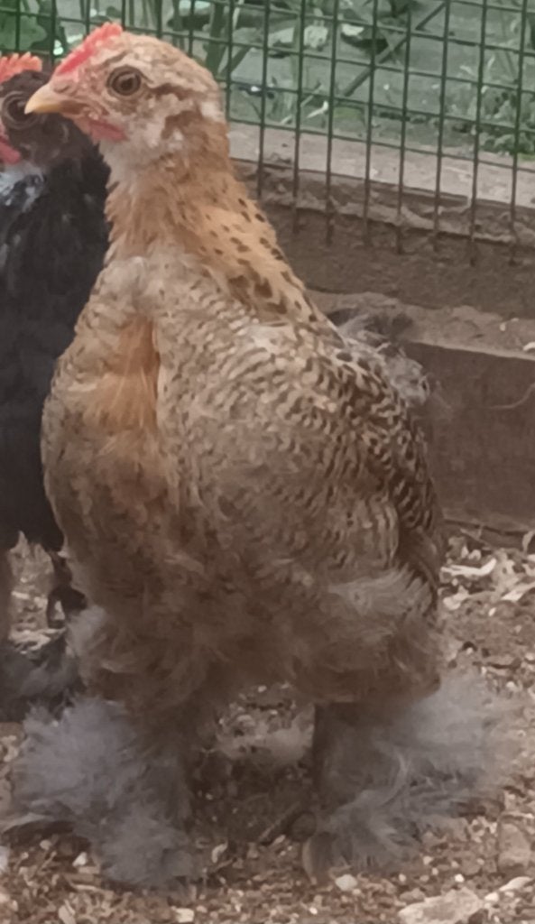 Cochin kriel, Dieren en Toebehoren, Mannelijk, Kip