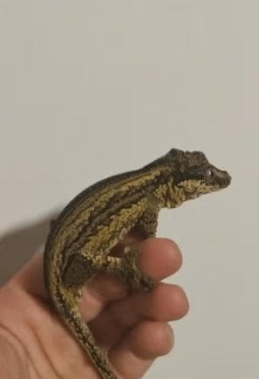 Mooie Proven Gargoyle Gecko Man | White-gen, Animaux & Accessoires, Reptiles & Amphibiens, Lézard, Domestique, 0 à 2 ans