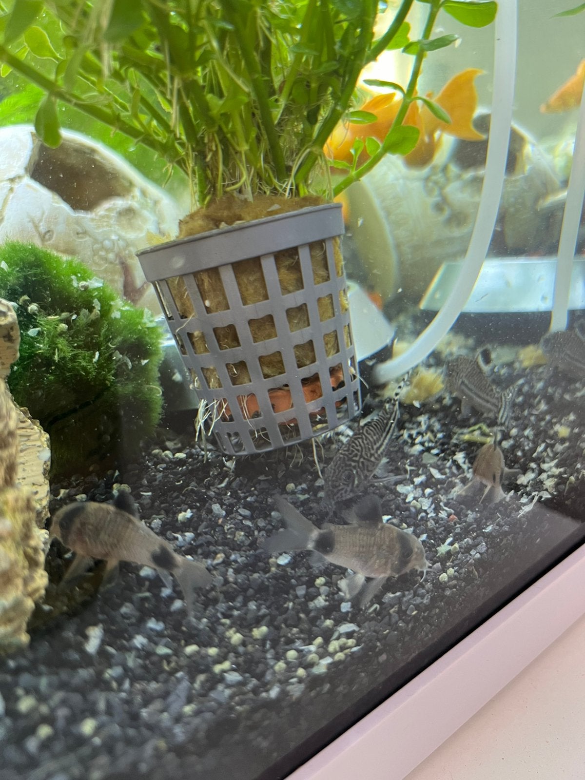 8 stuks corydoras te koop, Dieren en Toebehoren, Vis, Zoetwatervis, Schoolvis