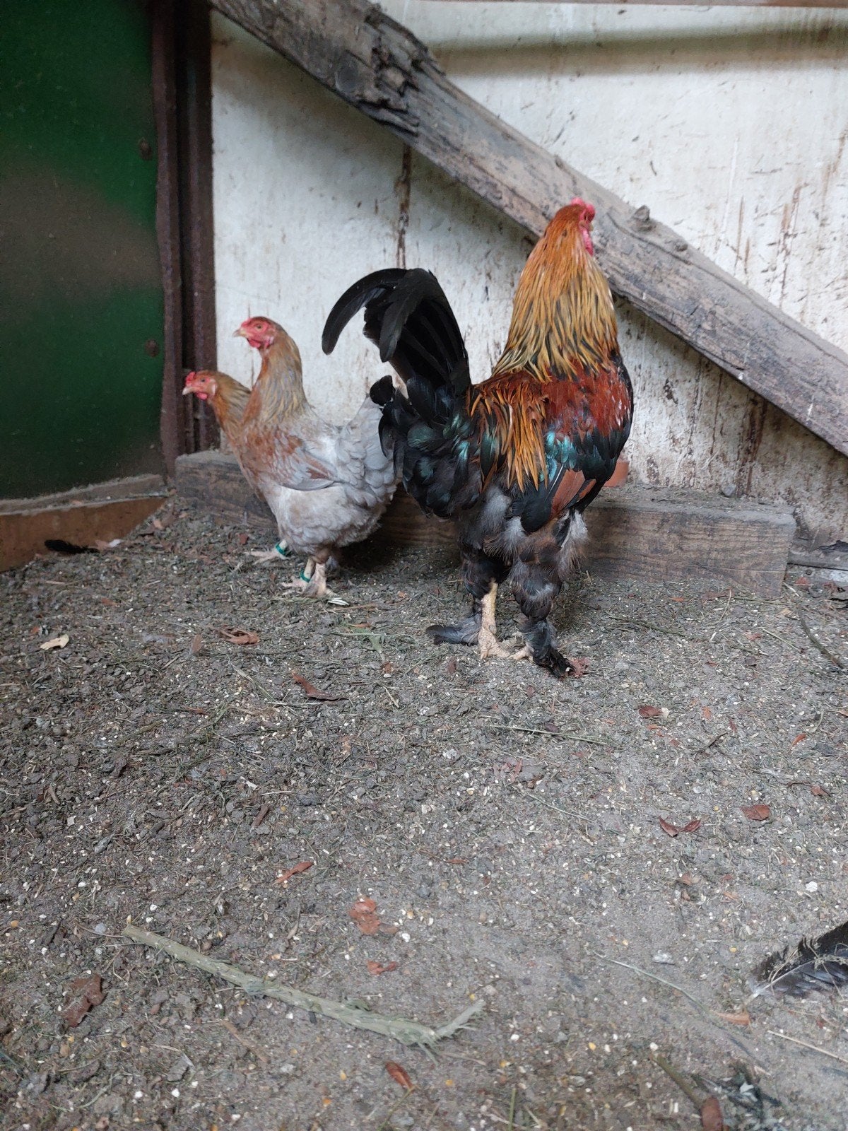 trio brahma, Dieren en Toebehoren