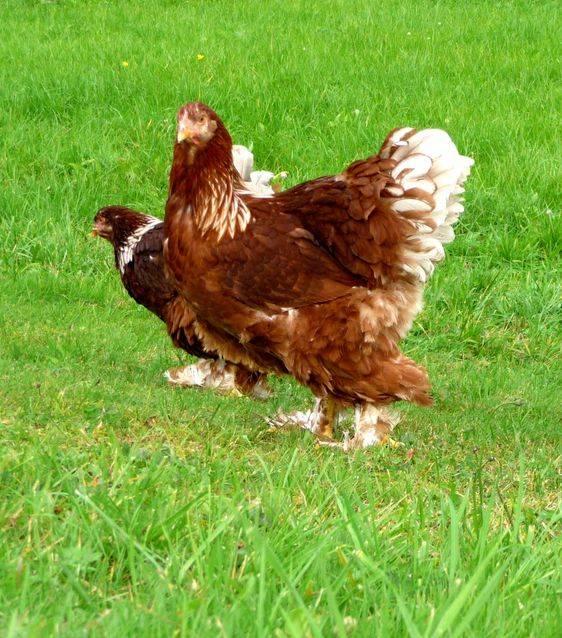 Brahma oeufs fécondé à incuber à couver rouge blanc, Animaux & Accessoires, Envoi, Neuf