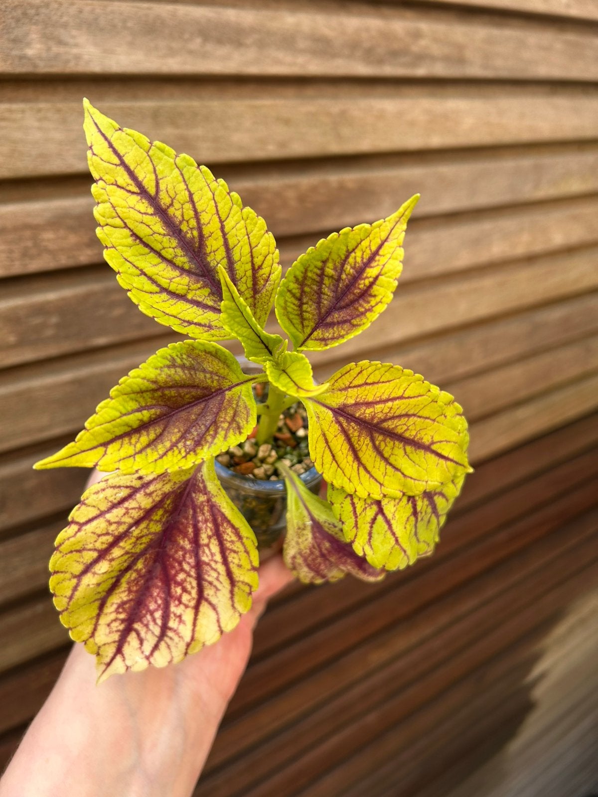 Coleus / siernetel Gay’s Delight, Tuin en Terras, Planten | Tuinplanten, Ophalen of Verzenden