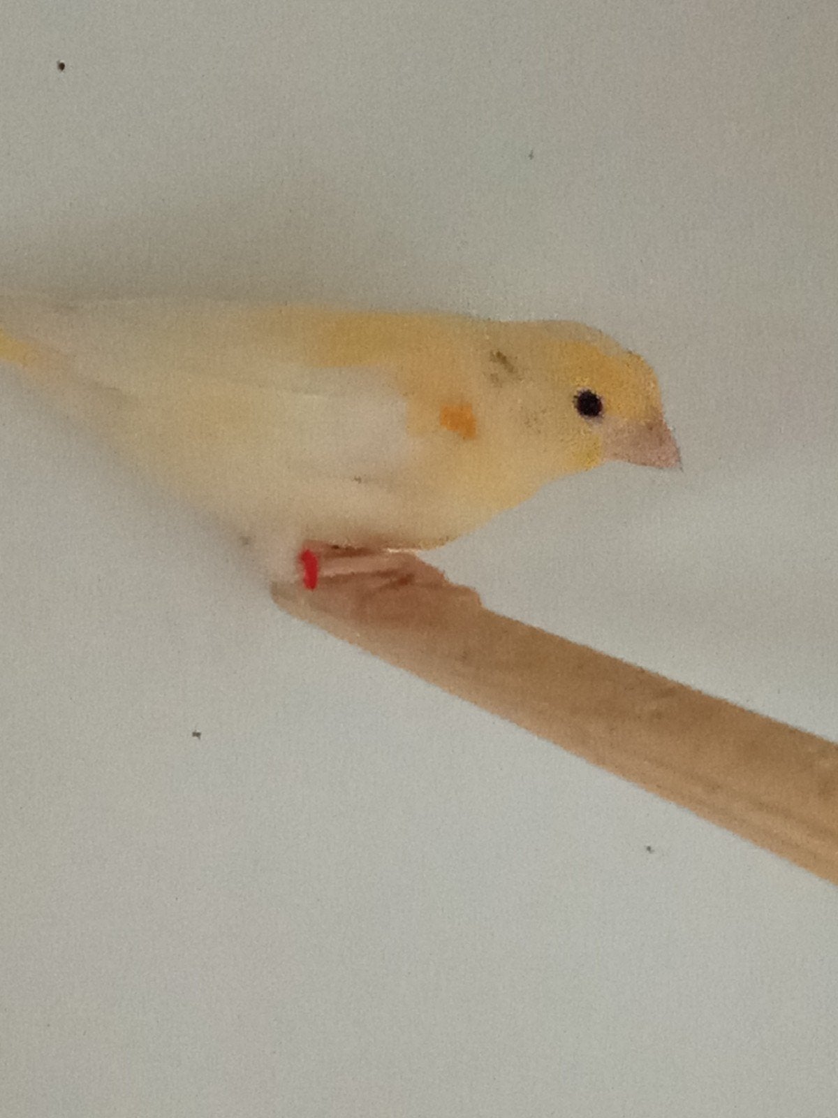 Te koop 2 jonge Kanaries, Animaux & Accessoires
