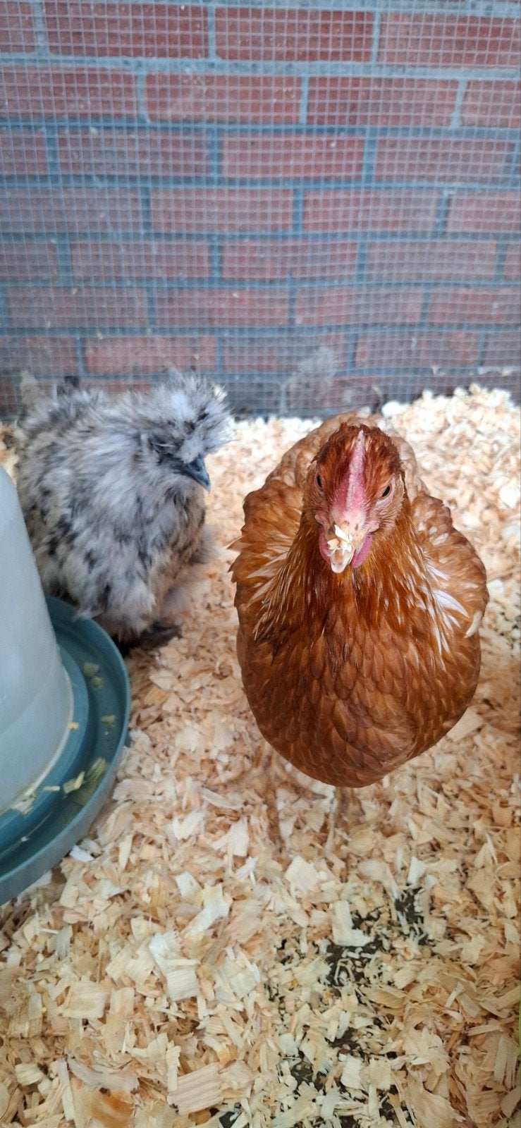 Kippen verschillende rassen, Femelle, Poule ou poulet