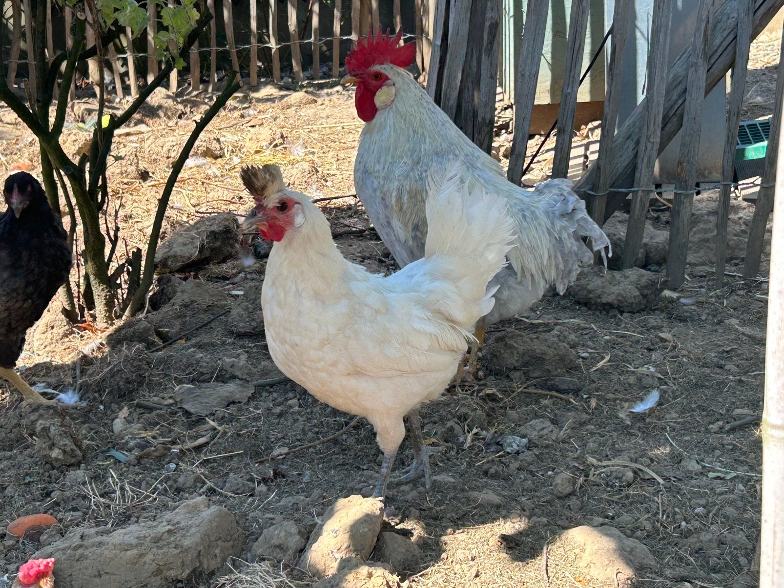 Appenzeller wit HEN