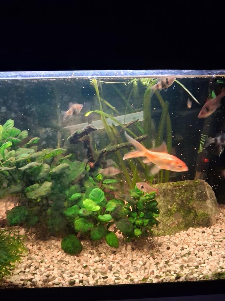 Aquarium  60x30x30, Dieren en Toebehoren