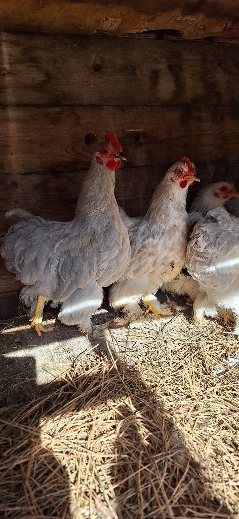 cochin kuikens, Dieren en Toebehoren