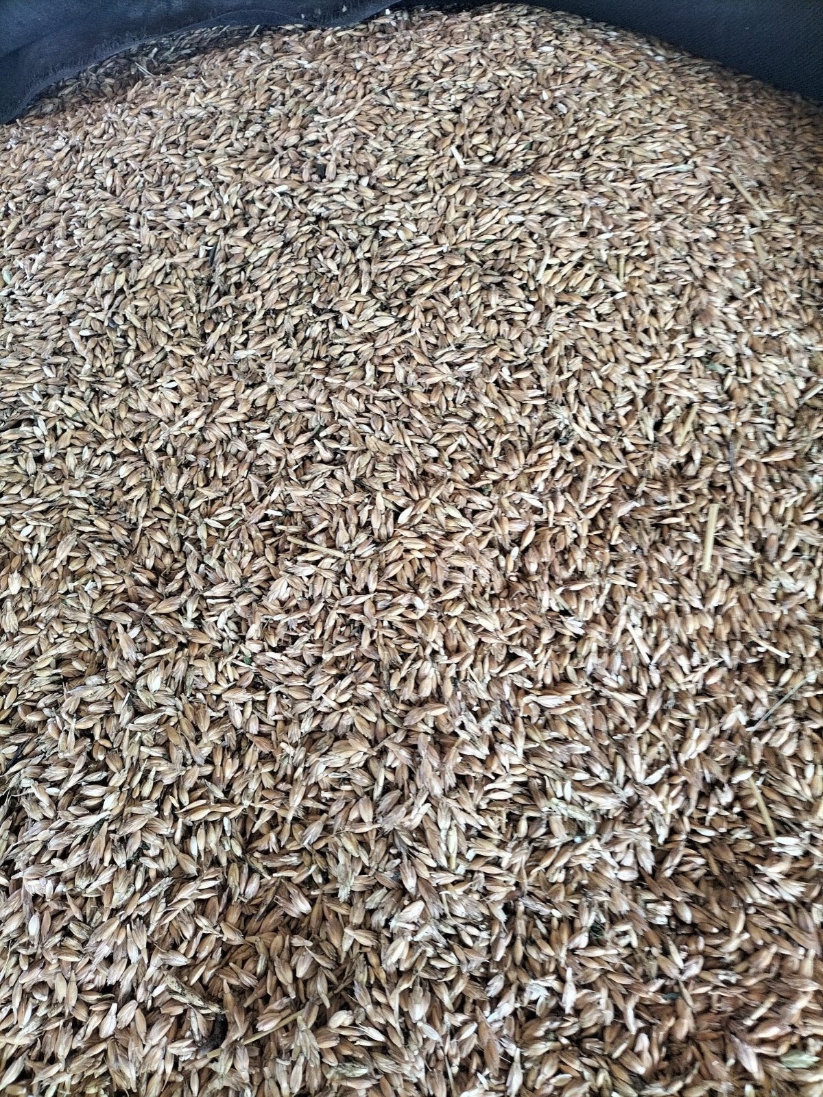 Spelt, Ophalen