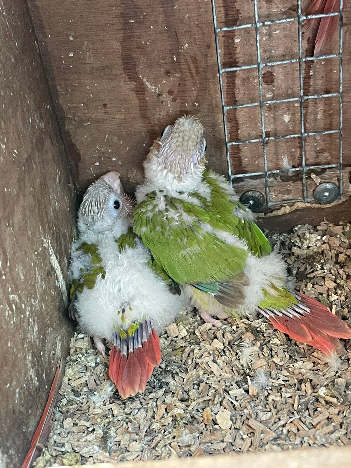 Jonge parkieten om verder hand op fok, Dieren en Toebehoren, Geringd