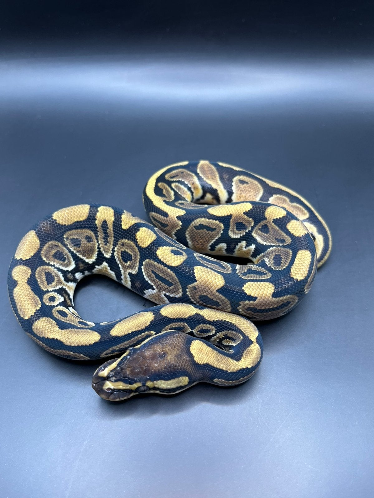 Sale Antwerpen Div.Koningspythons,Ball Python,Python Regius Ball Python photo 7