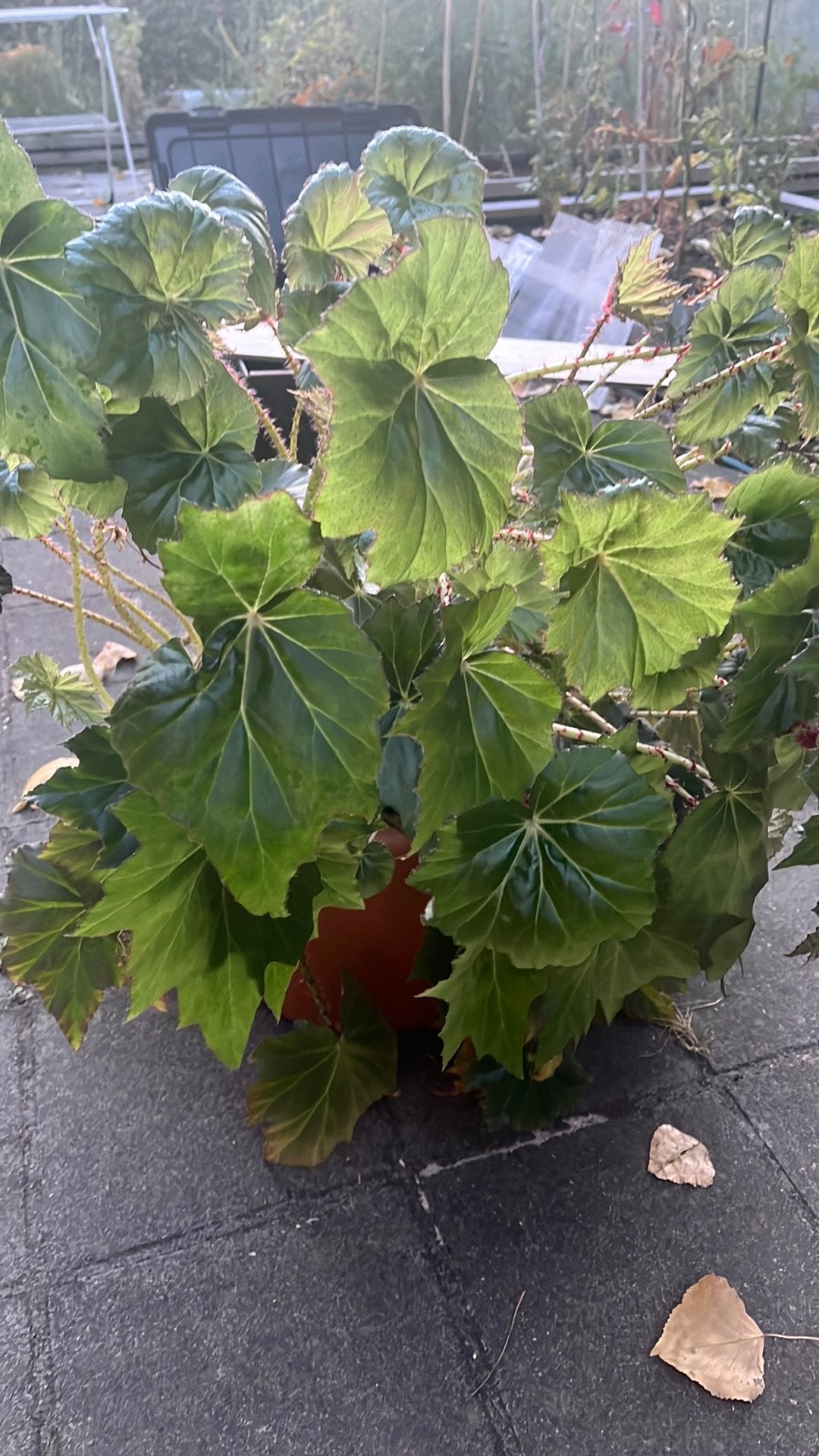 Reuzenbegonia, Ophalen