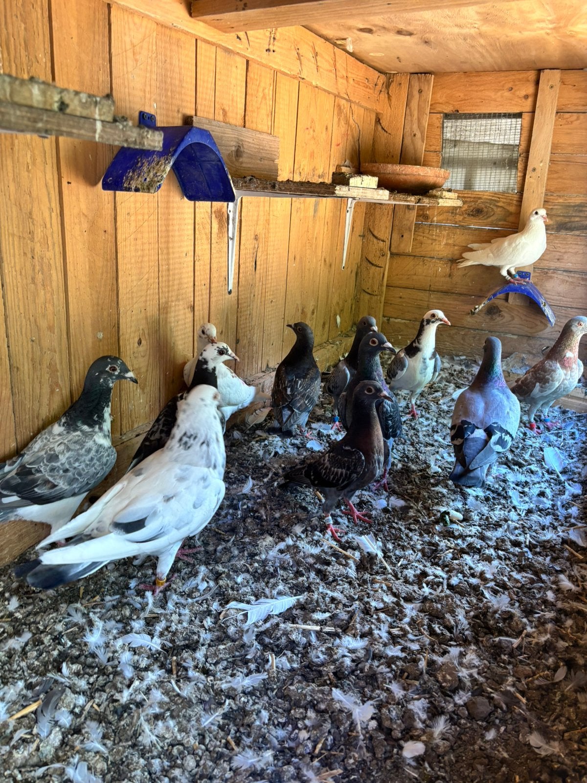 Postduiven te koop, Animaux & Accessoires, Oiseaux | Pigeons