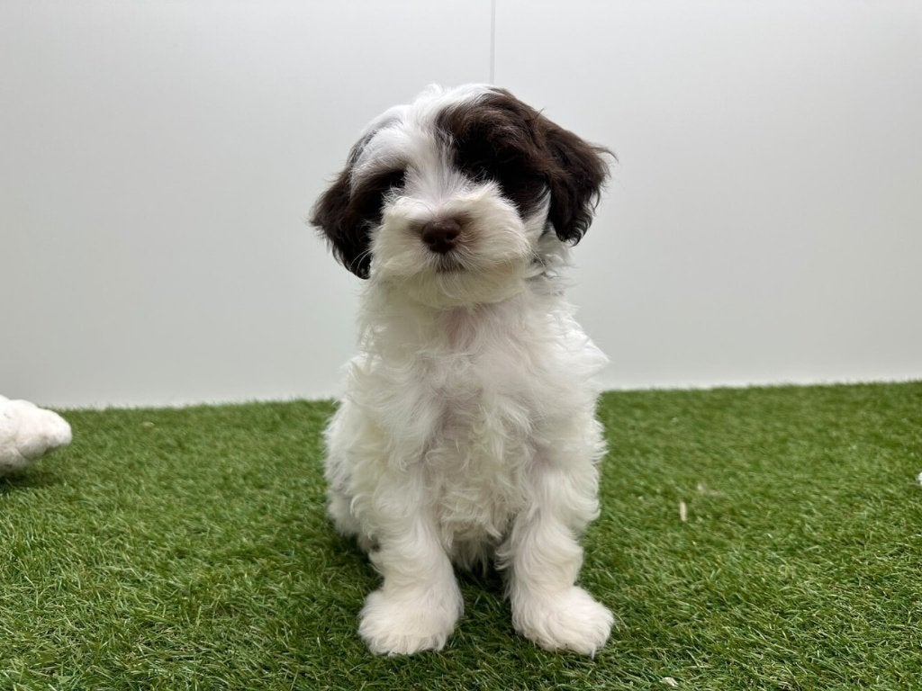 Havanezer pups