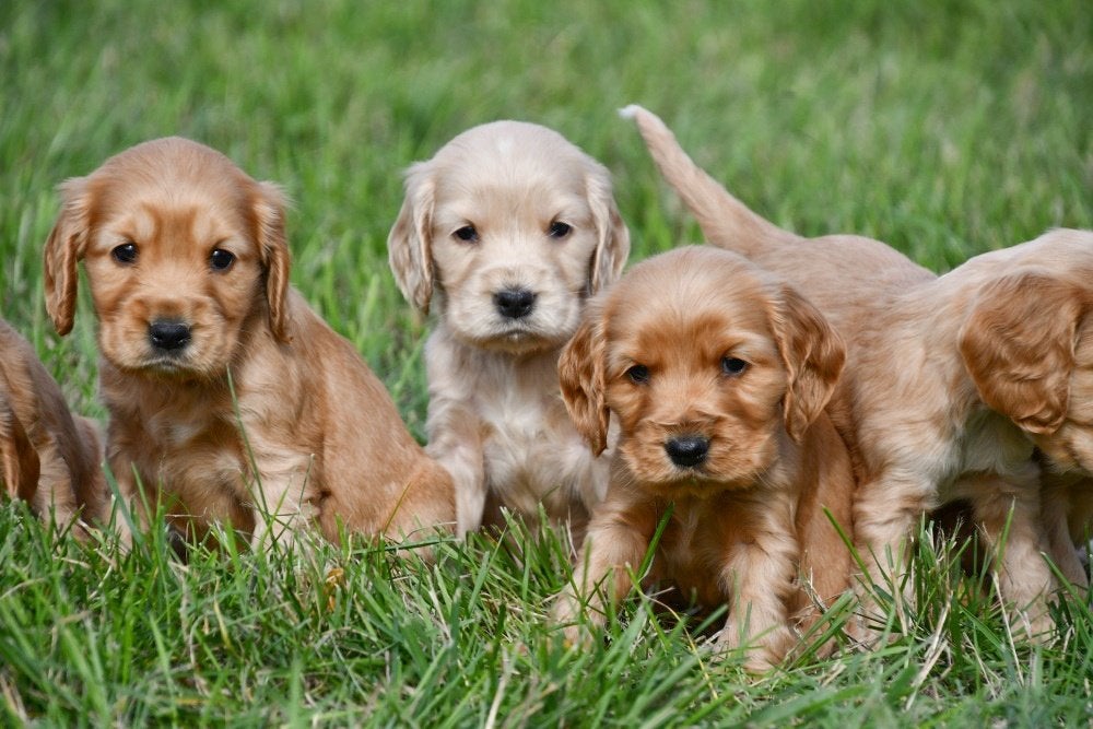 Engelse Cocker Spaniël pups te koop - Moeder aanwezig, België, CDV (hondenziekte), 8 tot 15 weken, Meerdere