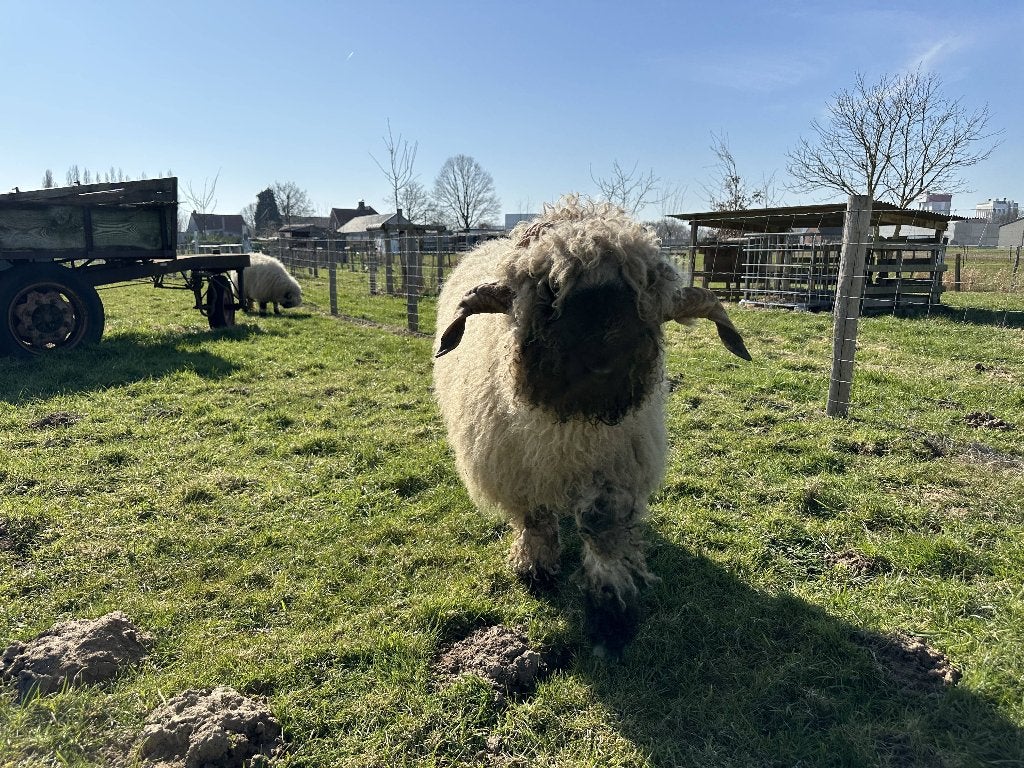 onverwant koppel Walliser Schwarznase, Dieren en Toebehoren, Meerdere dieren, Schaap, 3 tot 5 jaar