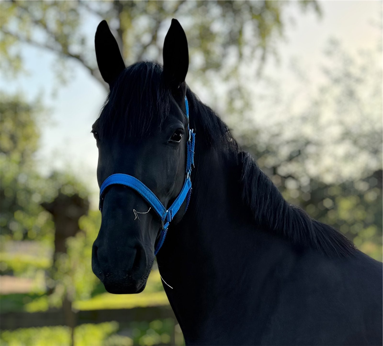 Droompaard  allrounder black beauty mare bloedmooi, Dieren en Toebehoren, Minder dan 160 cm, 3 tot 6 jaar, Onbeleerd, Recreatiepaard