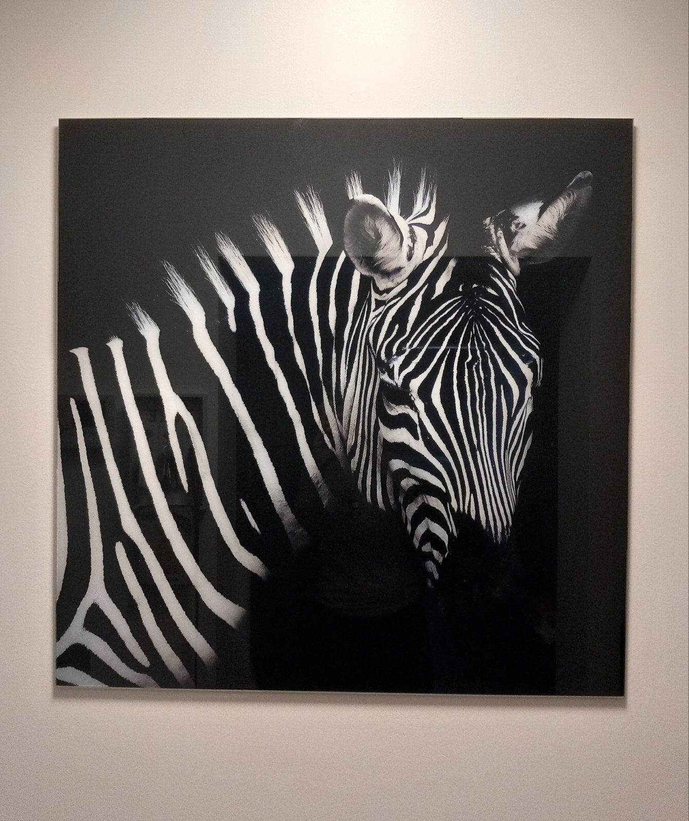 Kader zebra, Ophalen