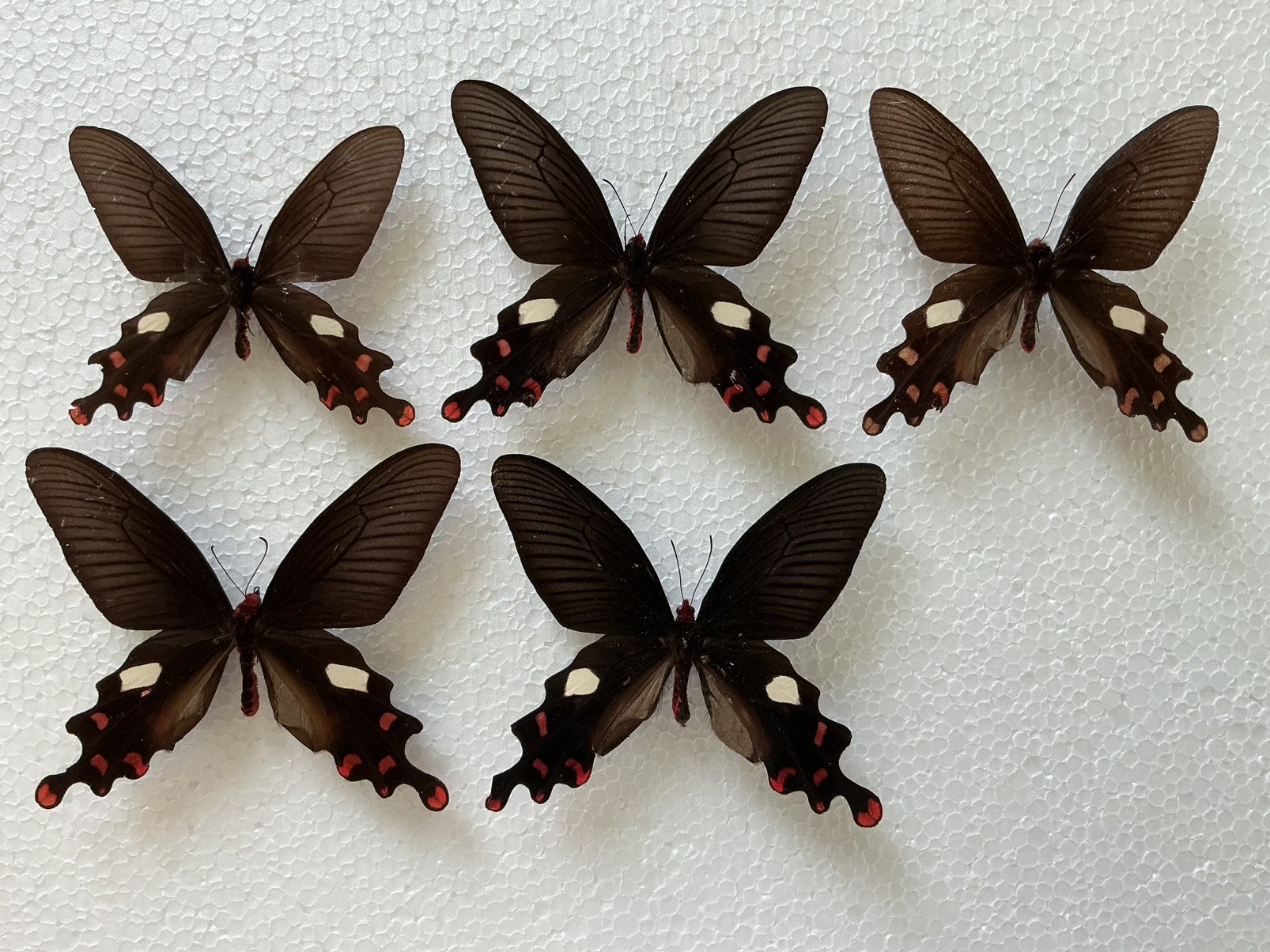 5 x BYASA POLYEUCTUS, Ophalen, Zo goed als nieuw