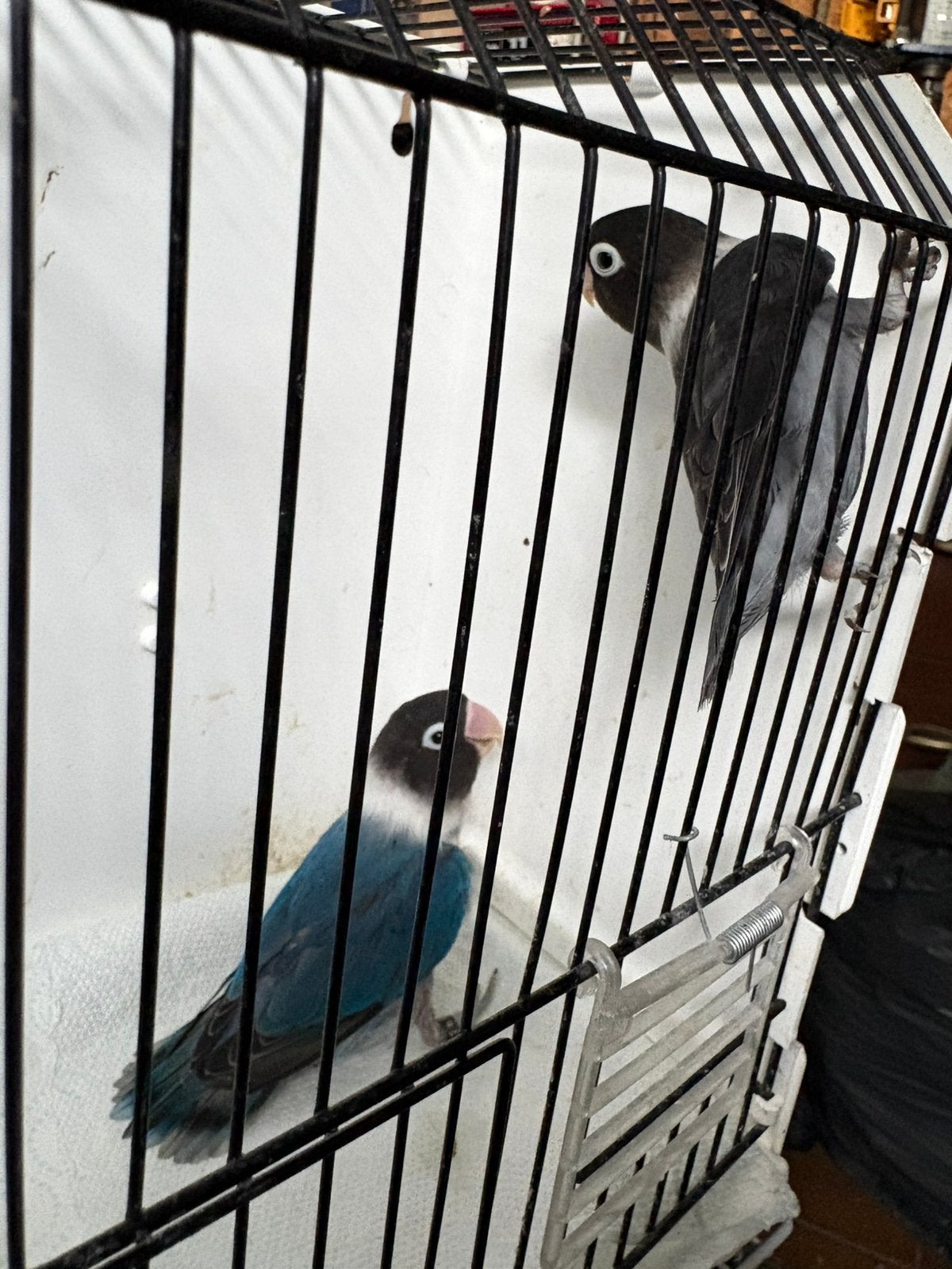 personata - agapornis, Dieren en Toebehoren, Vogels | Parkieten en Papegaaien