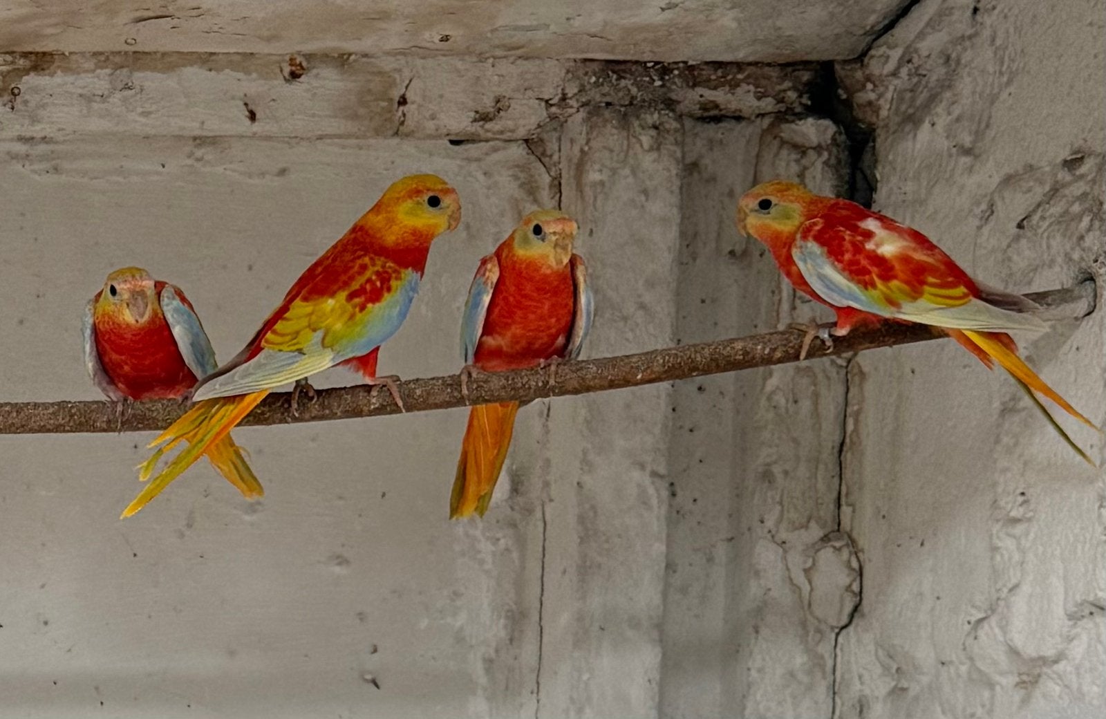 Jonge Rode turquoisine te koop, Animaux & Accessoires, Oiseaux | Perruches & Perroquets, Plusieurs animaux, Perruche, Bagué